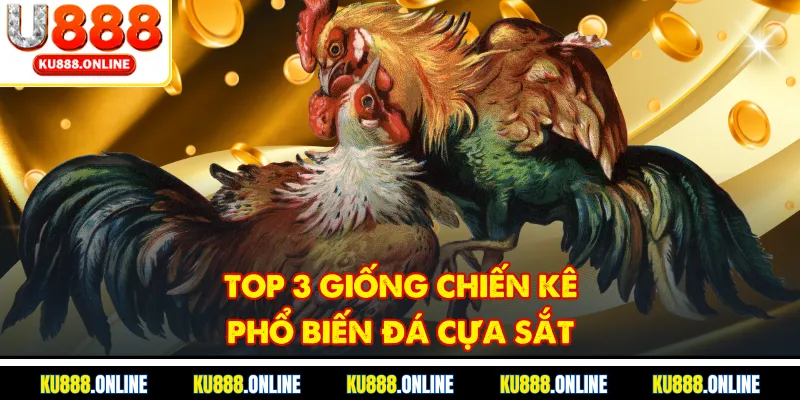 Top 3 giống chiến kê phổ biến đá cựa sắt